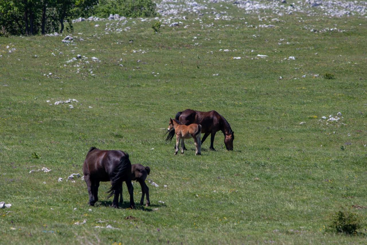 Vila Tea Villa Novi Vinodolski Dış mekan fotoğraf