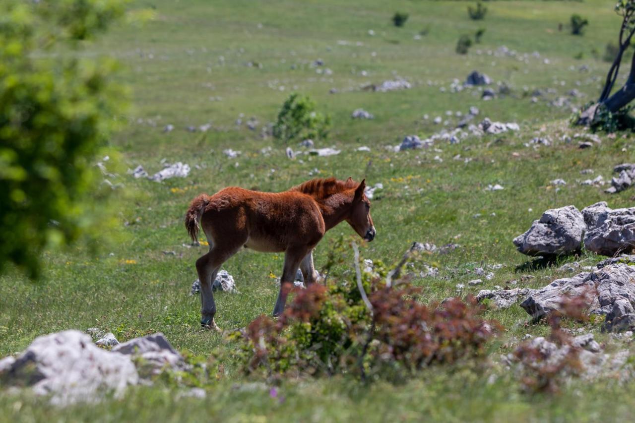 Vila Tea Villa Novi Vinodolski Dış mekan fotoğraf